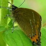 image of hairstreak #23