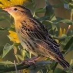 image of bird