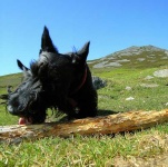 image of scotch_terrier