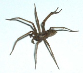 image of animal