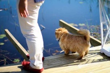 image of norfolk_terrier #8