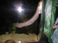 image of eel