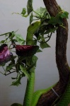 image of green_mamba