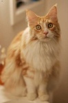 image of maine_coon #9