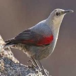 image of bird