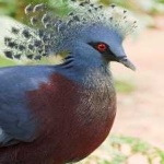 image of victoria_crowned_pigeon #8