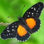 image of animal