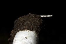 image of mushrooms