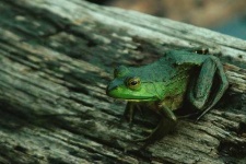 image of bullfrog
