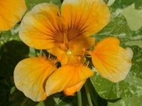 image of flower