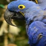 image of lears_macaw #3