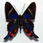 image of animal
