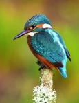 image of kingfisher