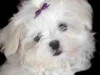 image of maltese_dog