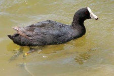 image of american_coot
