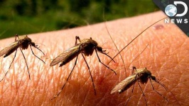 image of mosquito