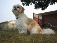 image of shih_tzu