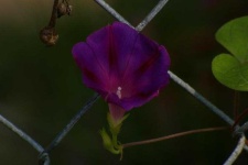image of flower