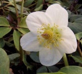 image of flower