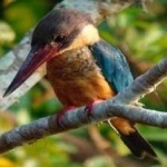image of bird