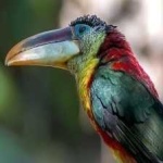 image of bird