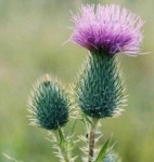 image of flower
