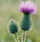 image of spear_thistle #24