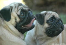 image of pug