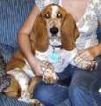 image of basset