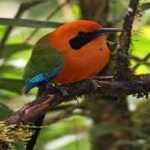 image of bird