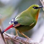 image of bird
