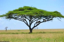 image of savanna