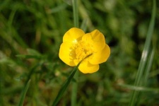 image of flower