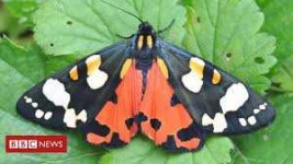 image of animal