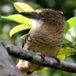 image of bird