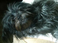 image of affenpinscher