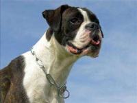 image of boxer