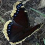 image of animal