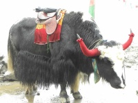 image of animal