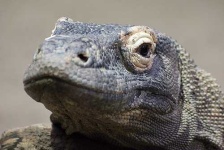image of komodo_dragon