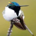 image of bird