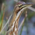 image of bird
