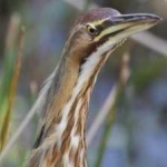 image of american_bittern #7