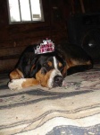 image of greater_swiss_mountain_dog