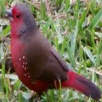 image of african_firefinch #32