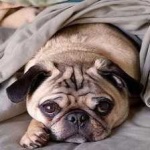 image of animal