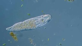 image of parasitic_flatworms