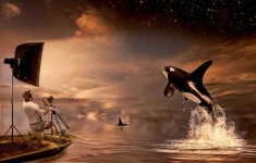 image of killer_whale