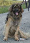 image of leonberg