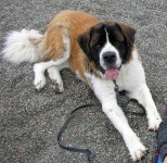 image of saint_bernard